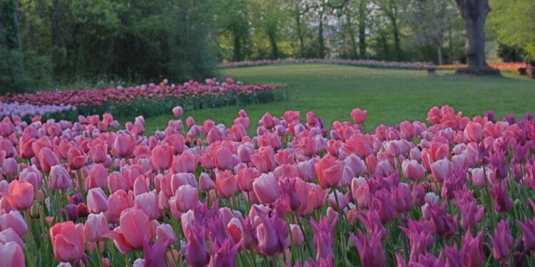 Dal 30 marzo al 1° maggio a Pralormo (TO) arriva la festa del tulipano e dei narcisi