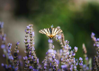 Castel Trauttmansdorff, un modello di giardinaggio ecologico