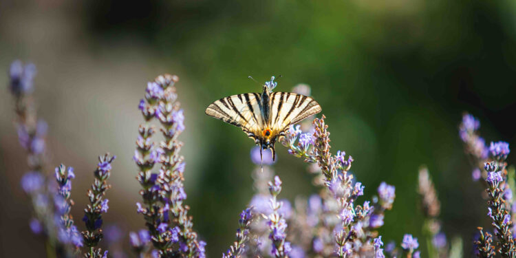 Castel Trauttmansdorff, un modello di giardinaggio ecologico
