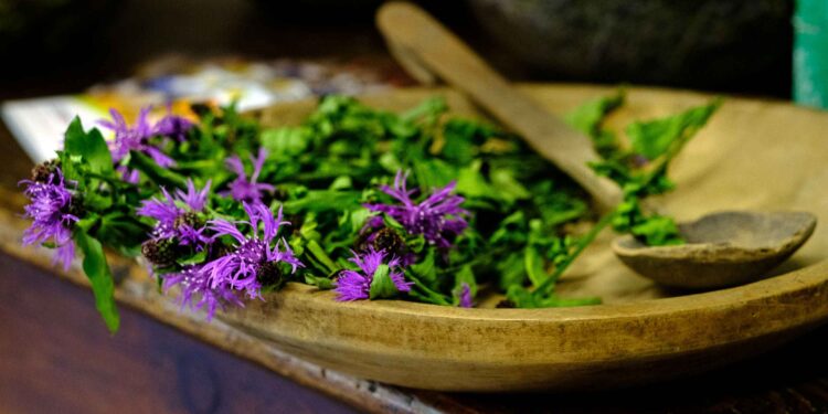 In Valle Brembana “Le Erbe del Casaro”: due weekend alla scoperta di natura e sapori
