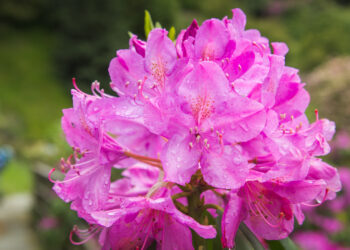 All’Oasi Zegna nelle Alpi Biellesi è il periodo delle spettacolari fioriture