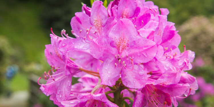 All’Oasi Zegna nelle Alpi Biellesi è il periodo delle spettacolari fioriture