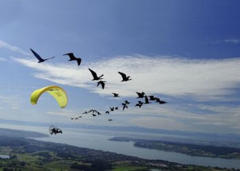 Sabato 18 e domenica 19 maggio il Parco Zoo di Falconara festeggia i grifoni, l’ibis eremita e la testuggine