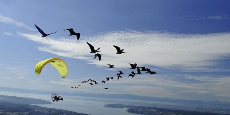 Sabato 18 e domenica 19 maggio il Parco Zoo di Falconara festeggia i grifoni, l’ibis eremita e la testuggine
