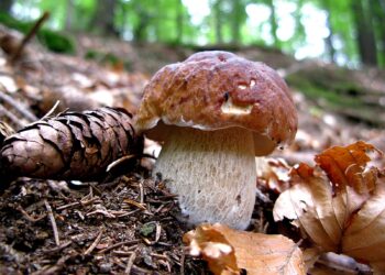 Da sabato 31 agosto a domenica 8 settembre in Alta Valle Brembana  torna “Fungolandia”