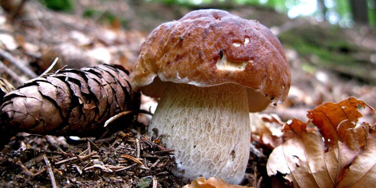 Da sabato 31 agosto a domenica 8 settembre in Alta Valle Brembana torna “Fungolandia”