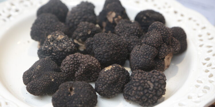 In Emilia Romagna da domenica 13 ottobre per cinque domeniche torna la Fiera Nazionale del Tartufo di Fragno