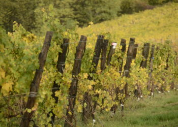 Derthona & Truffle: il 10 novembre in Piemonte si celebra l’abbinamento perfetto tra vino e tartufo