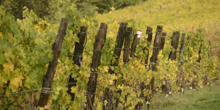 Derthona & Truffle: il 10 novembre in Piemonte si celebra l’abbinamento perfetto tra vino e tartufo