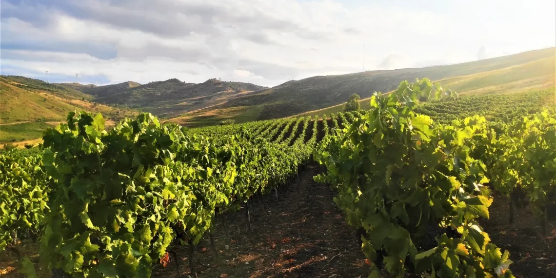 Nuova Convenzione Tessera Turit con l’Azienda Agricola Dell’Aquila (KR)