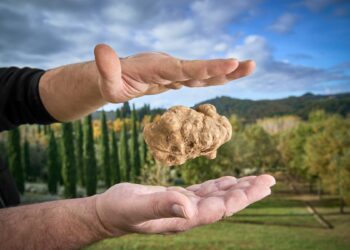 A San Giovanni d’Asso (SI) arriva la Mostra Mercato del Tartufo Bianco delle Crete Senesi