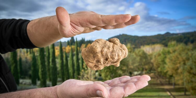 A San Giovanni d’Asso (SI) arriva la Mostra Mercato del Tartufo Bianco delle Crete Senesi