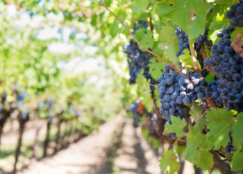 Lisbona per wine lovers: tappe, curiosità e attività da non perdere