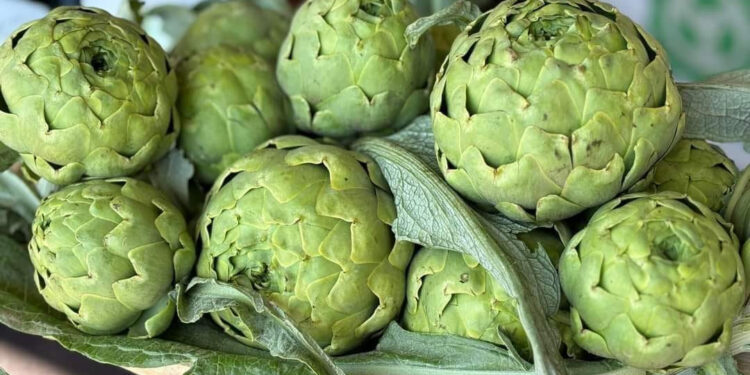 Dal 25 aprile ad Auletta (SA) torna Bianco Tanagro, il Festival del carciofo bianco