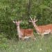 Sull’Appennino Pistoiese riapre Oasi Dynamo, la riserva naturale affiliata al WWF