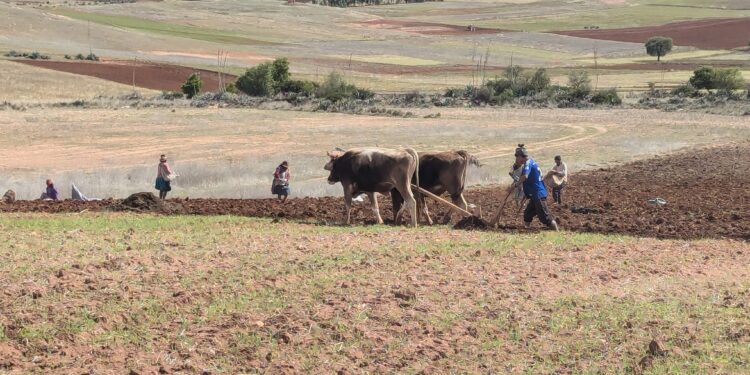 Diario di Viaggio: alla scoperta dei mestieri del mondo