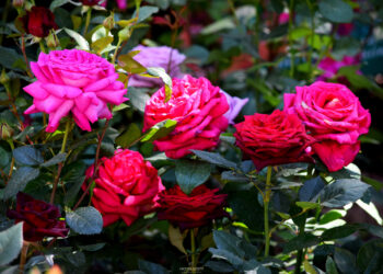 Perugia Flower Show: il 24 e 25 maggio il meglio del vivaismo e dell’artigianato italiano