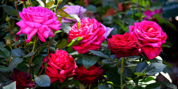 Perugia Flower Show: il 24 e 25 maggio il meglio del vivaismo e dell’artigianato italiano