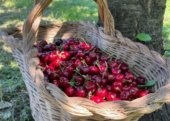 La ciliegia piacentina regina per tutto il mese di giugno