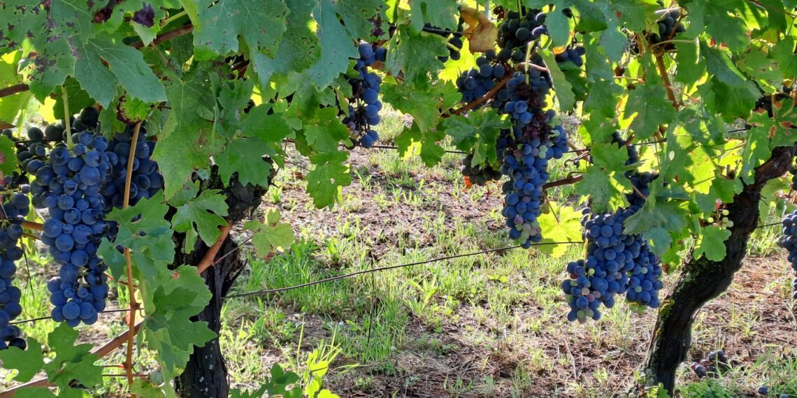Nuova Convenzione Tessera Turit con la Tenuta San Bernardo (AL)