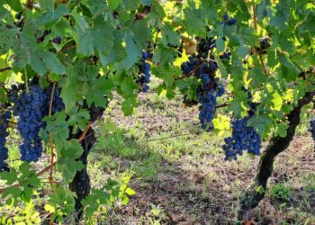 Nuova Convenzione Tessera Turit con la Tenuta San Bernardo (AL)