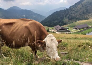 Zoncolan da vivere: esperienze ed escursioni per tutti i gusti fra i monti della Carnia