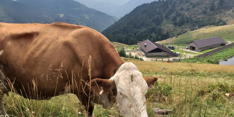 Zoncolan da vivere: esperienze ed escursioni per tutti i gusti fra i monti della Carnia