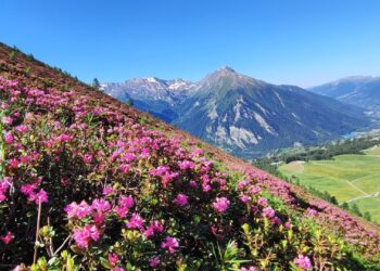 “Le Strade dei Forti”: dal Po al Monviso 13 tappe tra frutteti, castelli e dimore storiche