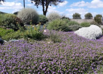 Il 13 e 14 settembre a Soverzene (BL) il Meeting Nazionale Comuni Fioriti 2025