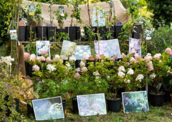 A Pavia dal 19 al 21 settembre la IV edizione di Horti Aperti, il Festival del verde in città