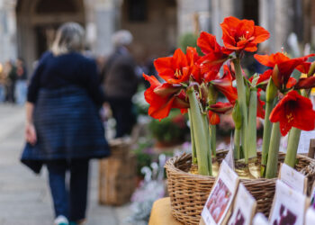 Flora et Decora: dal 10 al 12 ottobre Sant’Ambrogio (MI) si trasforma in un giardino urbano
