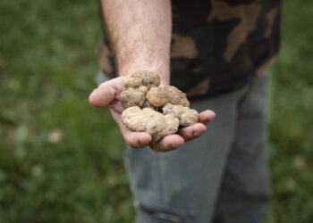 Da ottobre in Piemonte al via tante feste dedicate al tartufo