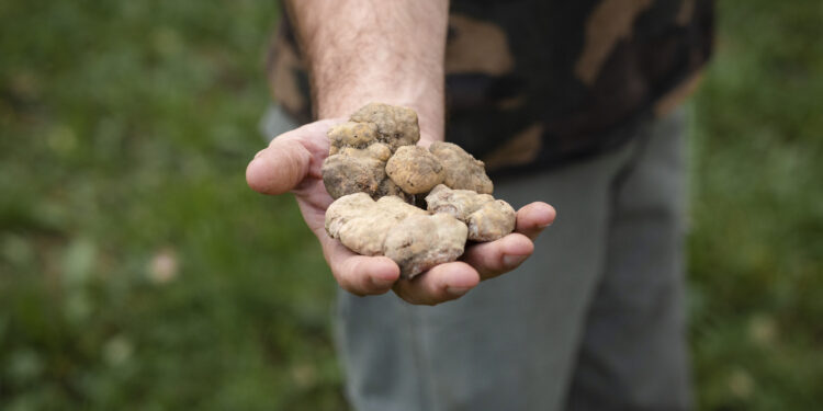 Da ottobre in Piemonte al via tante feste dedicate al tartufo