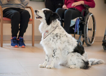 “Dieci anni di sorrisi a 6 zampe”, il libro per gli amanti degli animali e della beneficenza