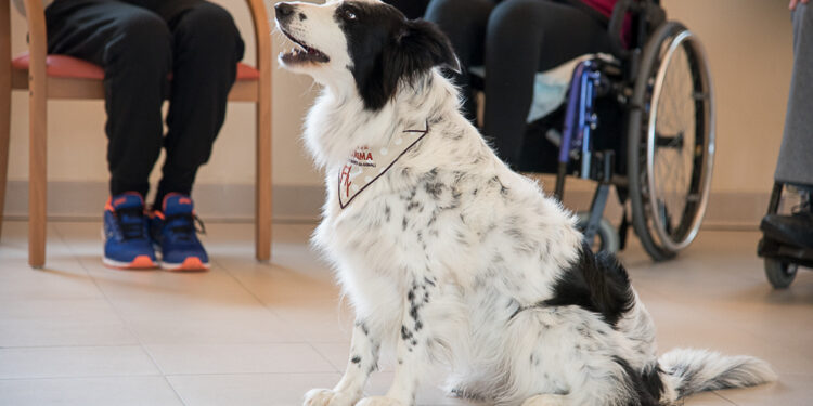 “Dieci anni di sorrisi a 6 zampe”, il libro per gli amanti degli animali e della beneficenza