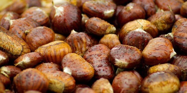 Castanea Expo: dal 12 al 14 dicembre a Firenze la prima fiera nazionale della castanicoltura