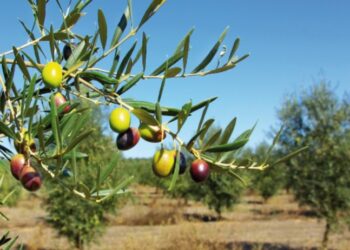 “QOCO – Un Filo d’Olio nel Piatto”: il 27 e 28 febbraio Andria (BA) diventa la capitale dell’olio