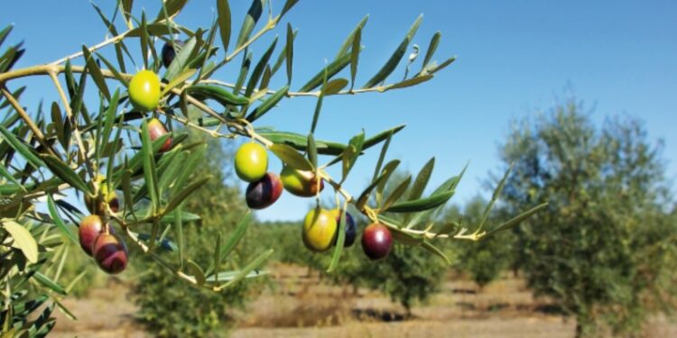 “QOCO – Un Filo d’Olio nel Piatto”: il 27 e 28 febbraio Andria (BA) diventa la capitale dell’olio