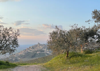 Anteprima Olio Dop Umbria – Il 26 e 27 gennaio a Trevi (PG) la presentazione della nuova annata olearia