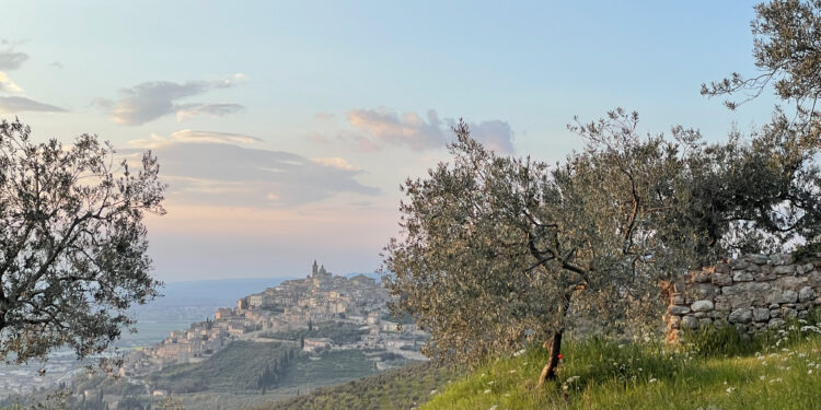 Anteprima Olio Dop Umbria – Il 26 e 27 gennaio a Trevi (PG) la presentazione della nuova annata olearia