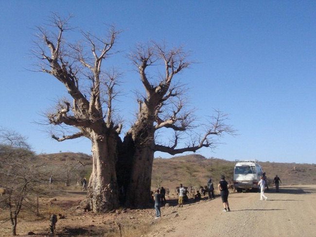 Albero caratteristico a Sekota Albero caratteristico a Sekota