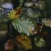 Passione foliage: due weekend in Alta Val Brembana per ammirare la bellezza della natura in autunno