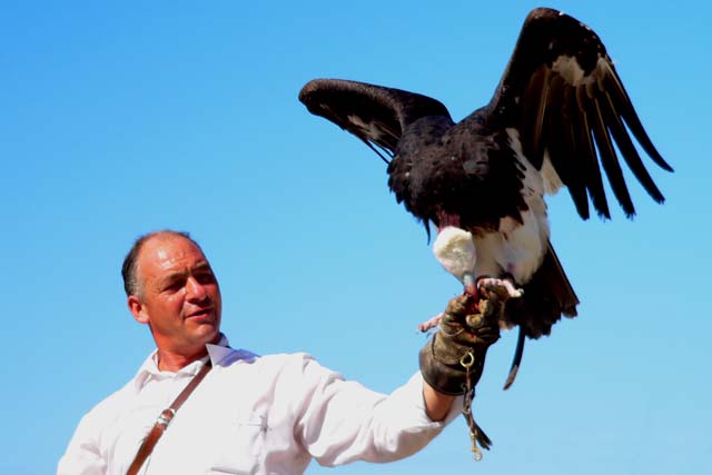Addestratore falconiere | Oltremare Addestratore falconiere | Oltremare