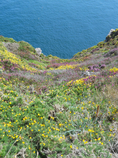 Cap Frehel – vista della scogliera con eriche e ginesrte Cap Frehel – vista della scogliera con eriche e ginesrte