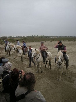 Gardians sui cavalli bianchi a Méjanes Gardians sui cavalli bianchi a Méjanes