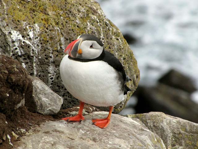 Islanda, Latrabjarg, Pulcinella di mare Islanda, Latrabjarg, Pulcinella di mare