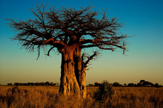 baobab in Madagascar baobab in Madagascar