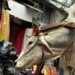 Diario di viaggio: in India tra storia e magia – Terza parte
