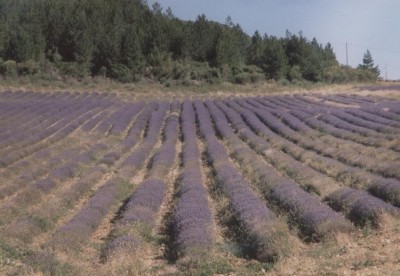 Distese di lavanda in piena fioritura