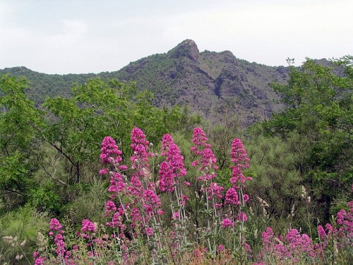 Fiori e lava, l’aspra bellezza del Monte Somma Fiori e lava, l’aspra bellezza del Monte Somma